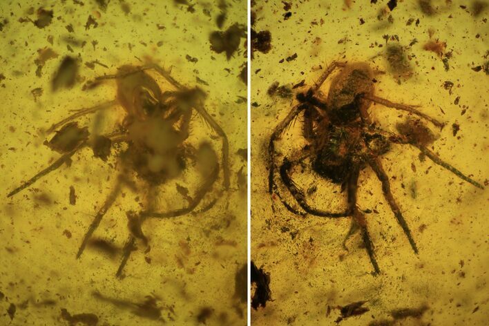 Detailed Fossil Spider (Aranea) In Baltic Amber #84605